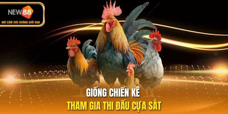 Giống chiến kê tham gia thi đấu cựa sắt