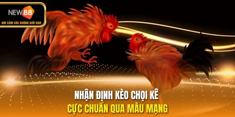 Nhận định kèo chọi kê cực chuẩn qua màu mạng